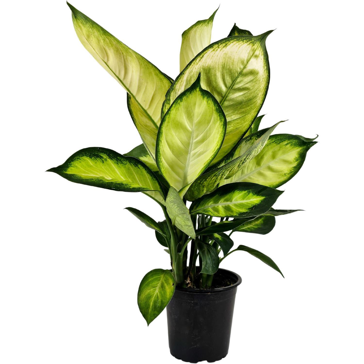 Dieffenbachia Tropic Marianne