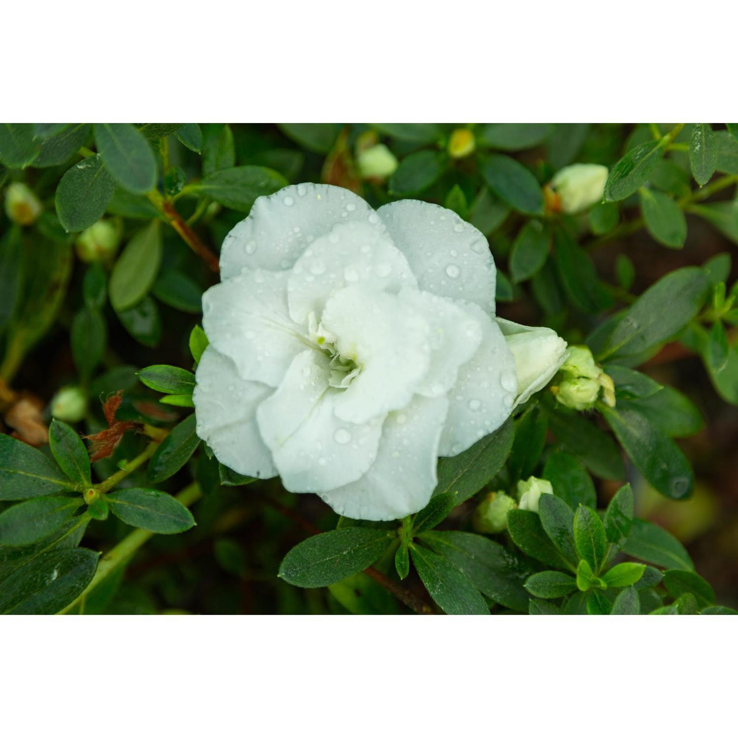 Azalea