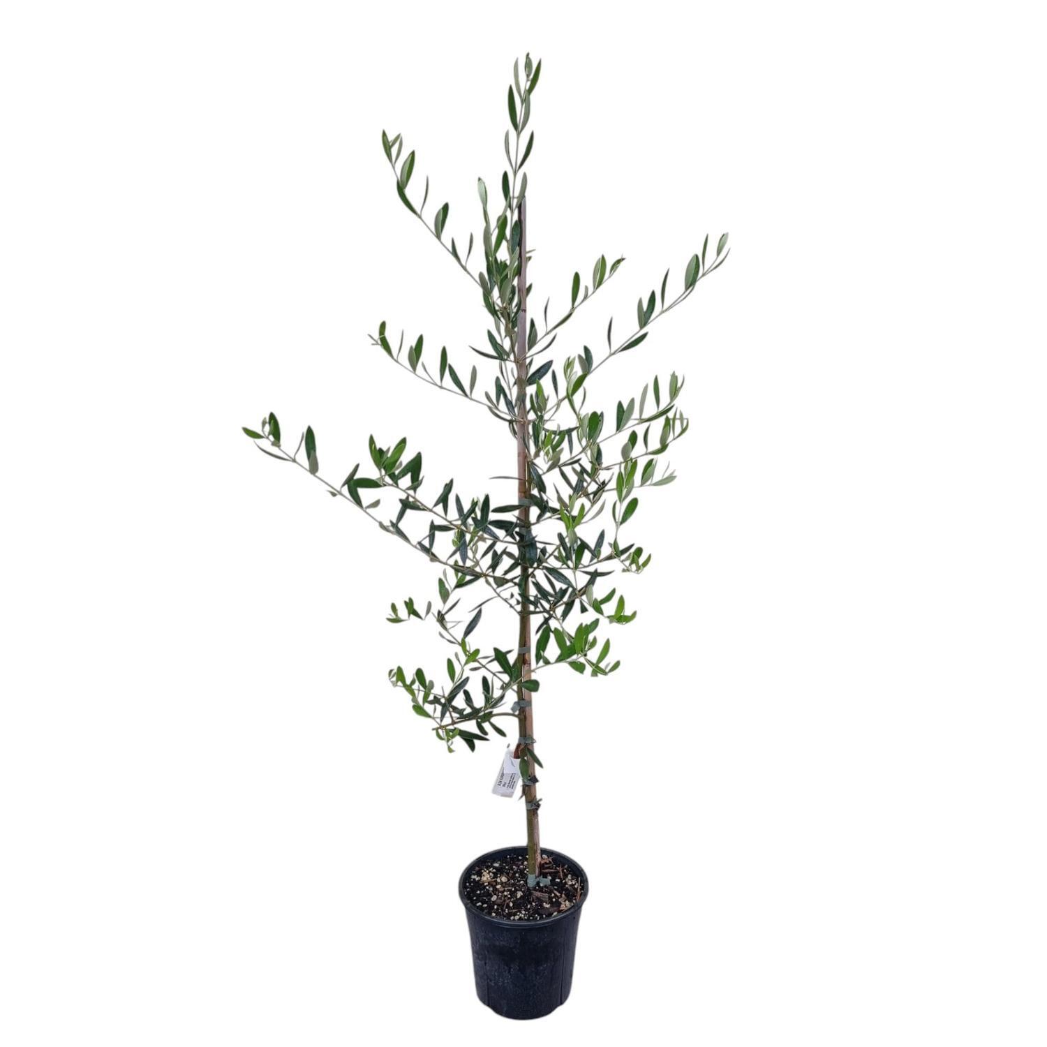 Olea 'Olive' Ascolano 4L