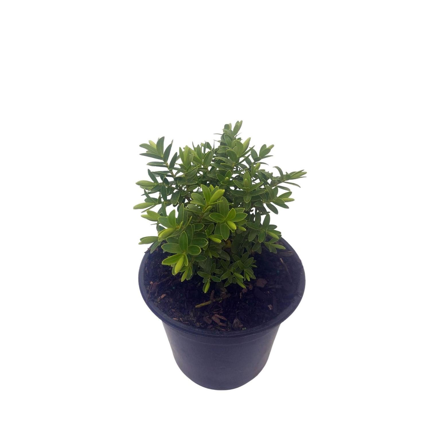 Hebe 'Wiri Mist'