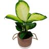 Dieffenbachia in Ceramic Pot