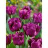 Tulip 'Saigon'