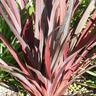Phormium Royal Flush