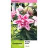 Lily Oriental Roselily Nowa Pack of 1