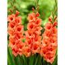 Gladioli Jessica 10 Pack