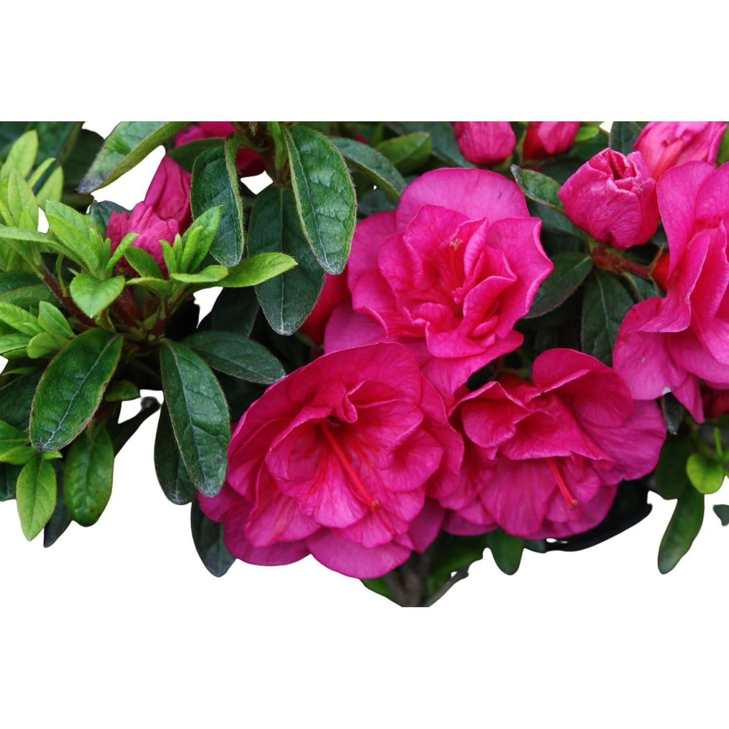 Azalea