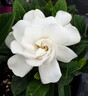 Gardenia Crown Jewels