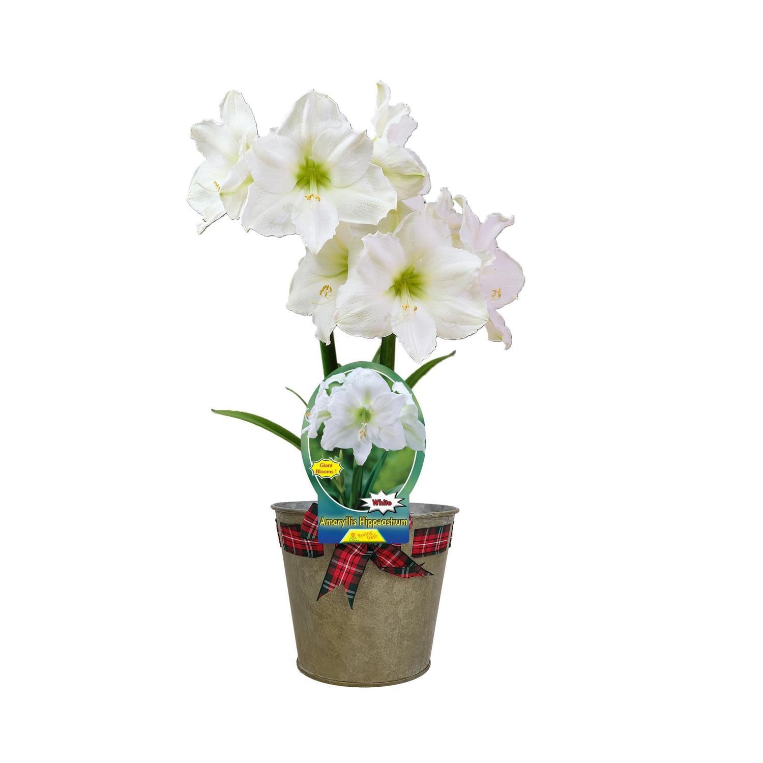 Amaryllis Gift Wrapped