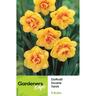 Daffodil Double Tahiti 5 pack
