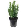 Euonymus 'Green Spire' 2.5 litre