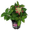 Hydrangea Red Start