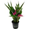 Zantedeschia