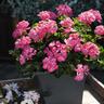 Pelargonium Summer Idols
