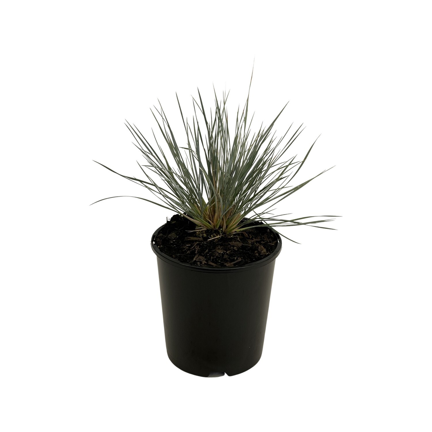 Helictotrichon Sempervirens