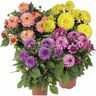 Dahlia Hypnotica