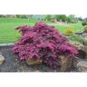 Loropetalum Plum Gorgeous PVR