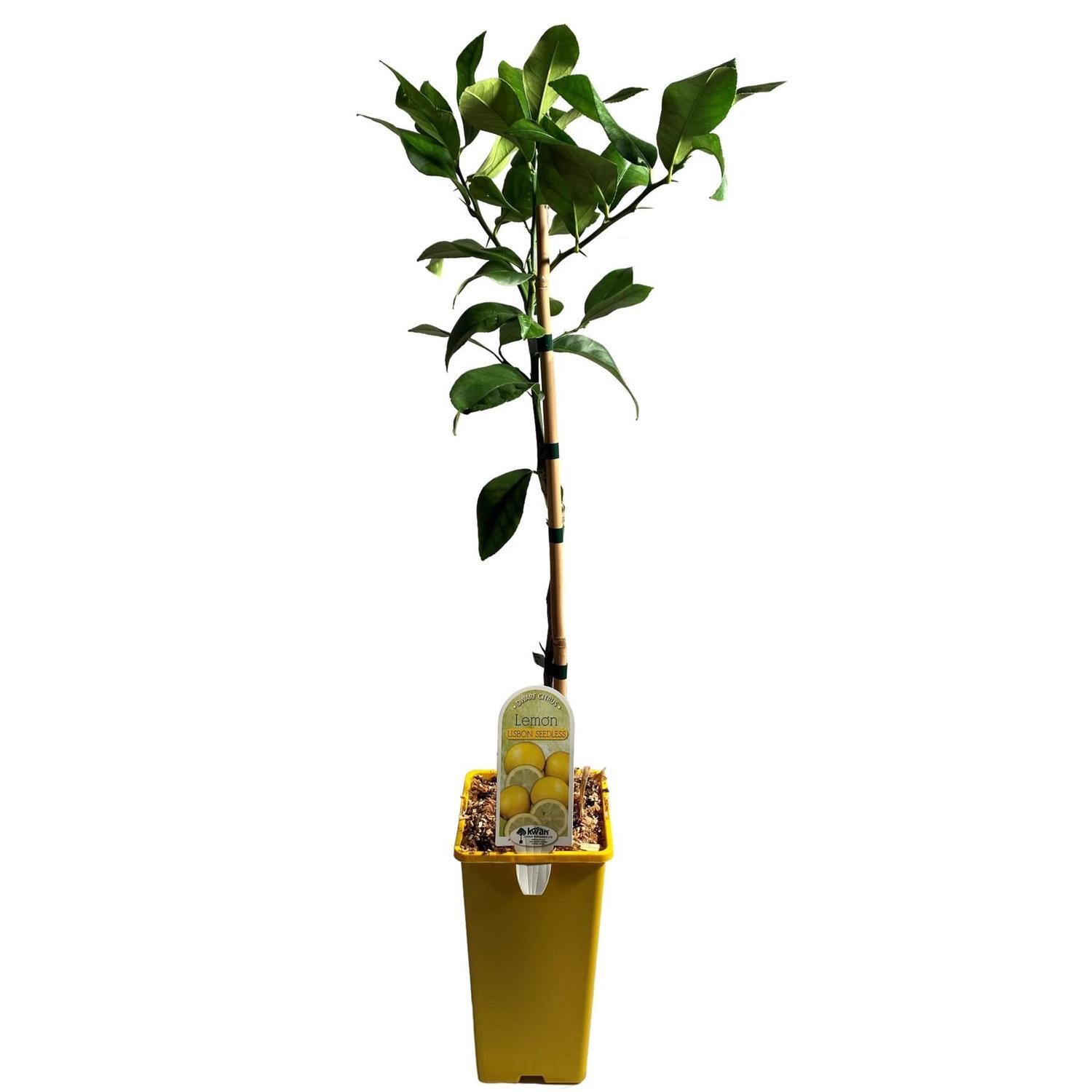 Dwarf Lemon Lisbon 2 Litre