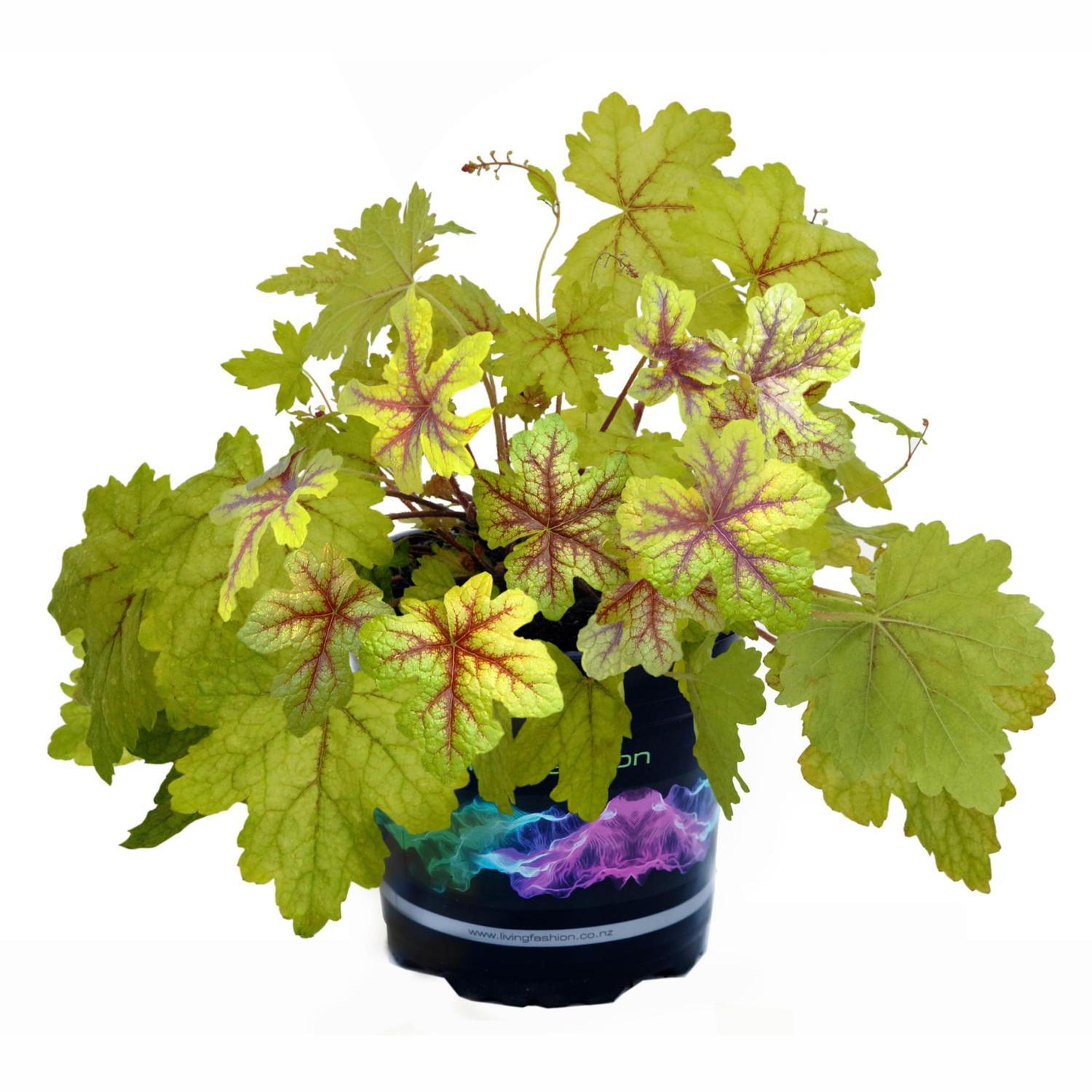Heucherella Alabama Sunrise