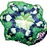 Podophyllum Kaleidoscope