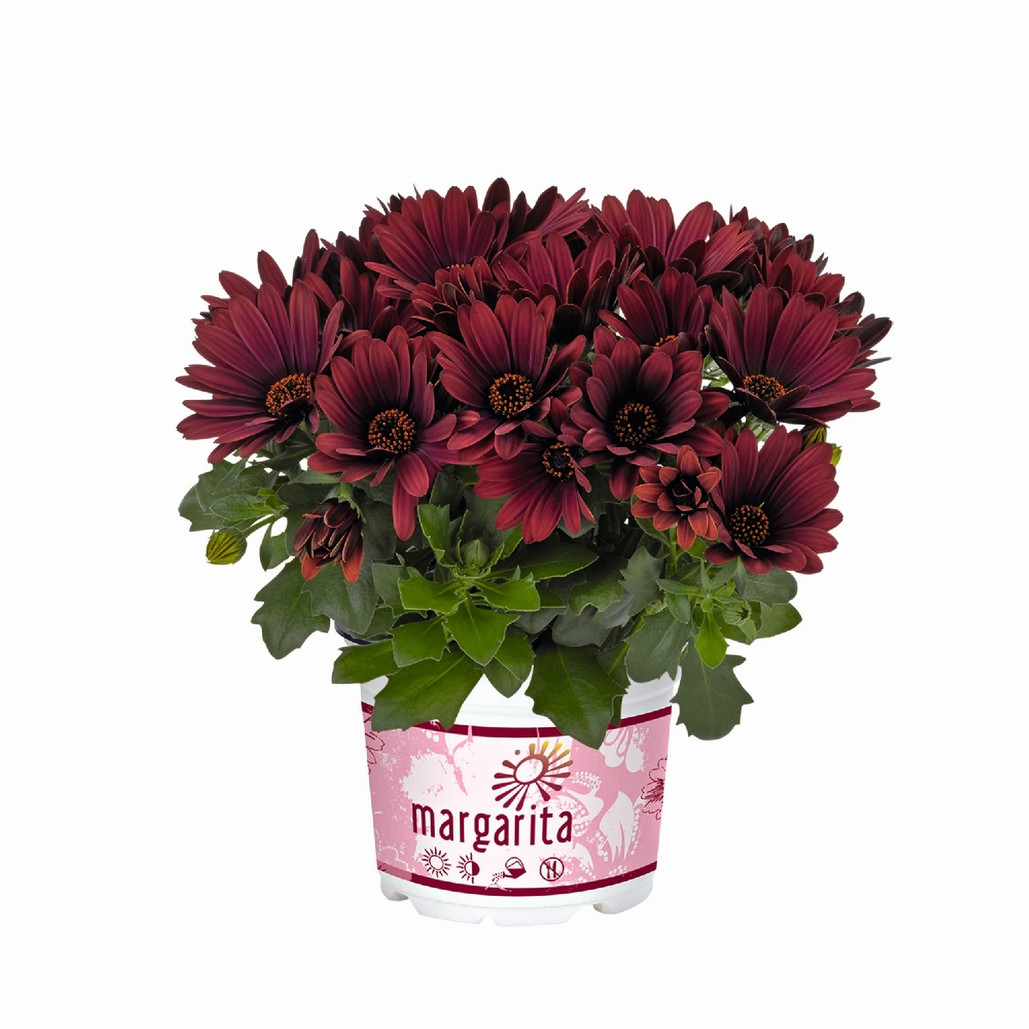 Osteospermum Rioja Red