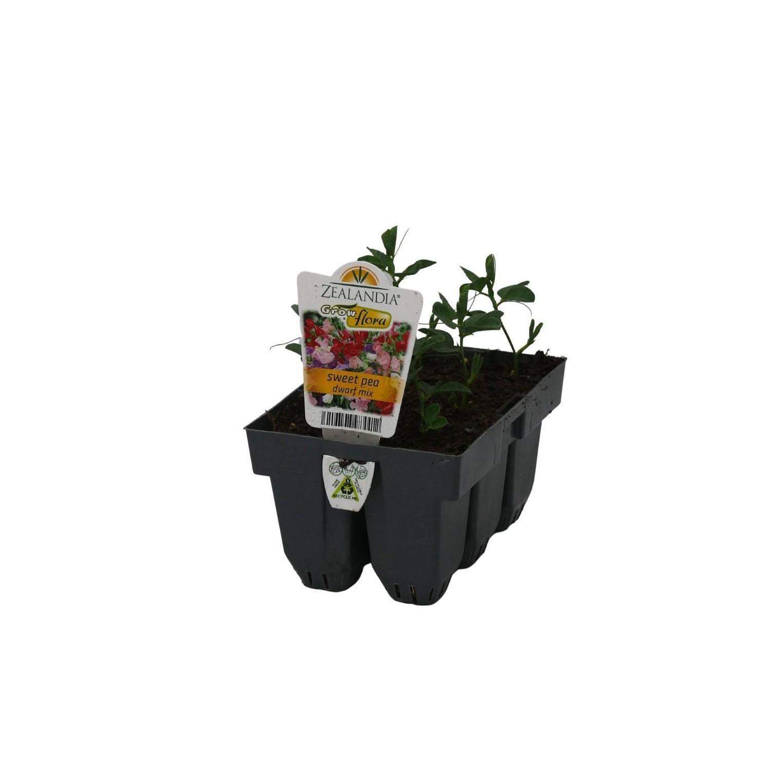 Sweet Pea Dwarf Mix