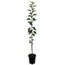 Apple Dwarf 'Topaz' 4.7 litre