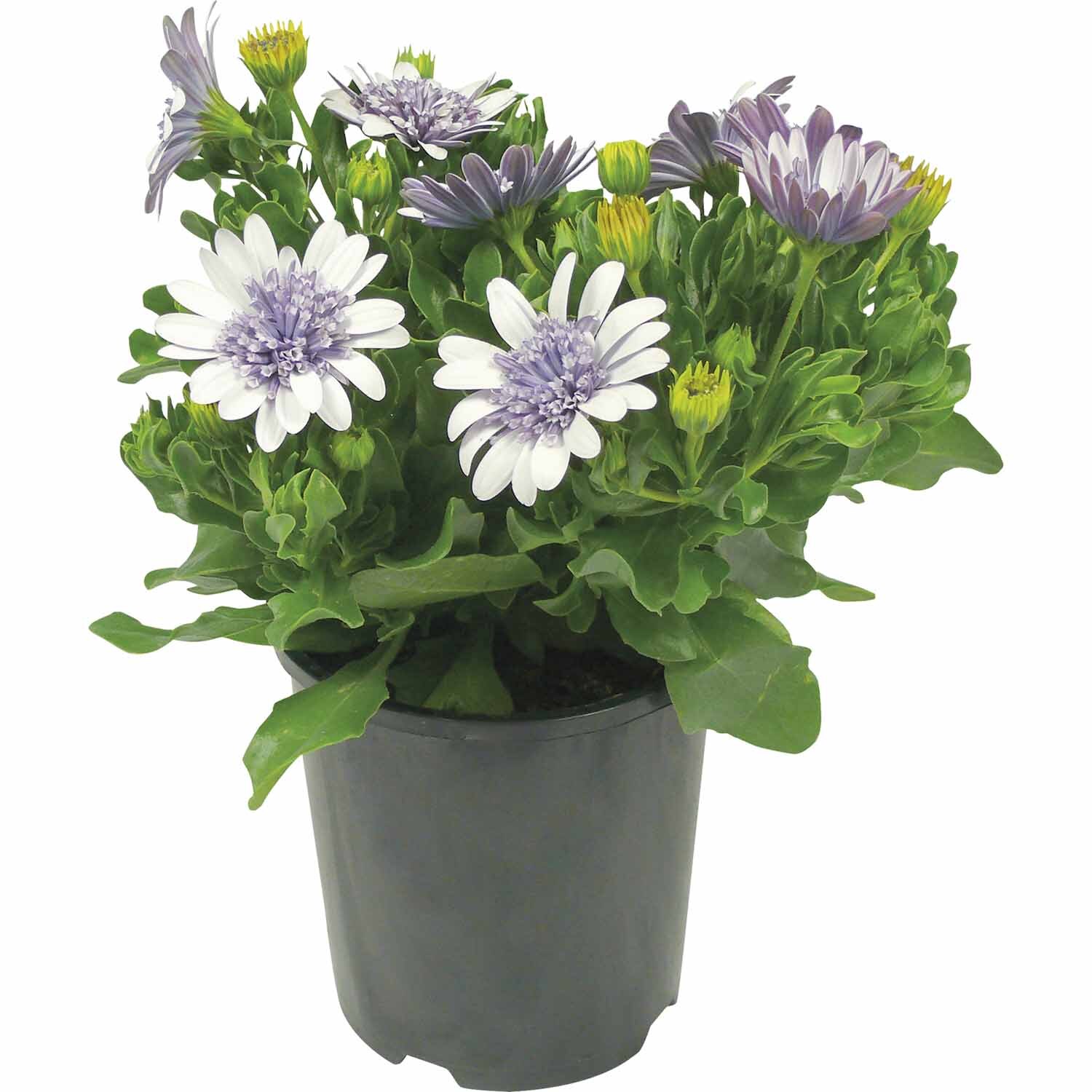 Osteospermum 3d Double Silver
