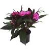 Sweetie Impatiens Range