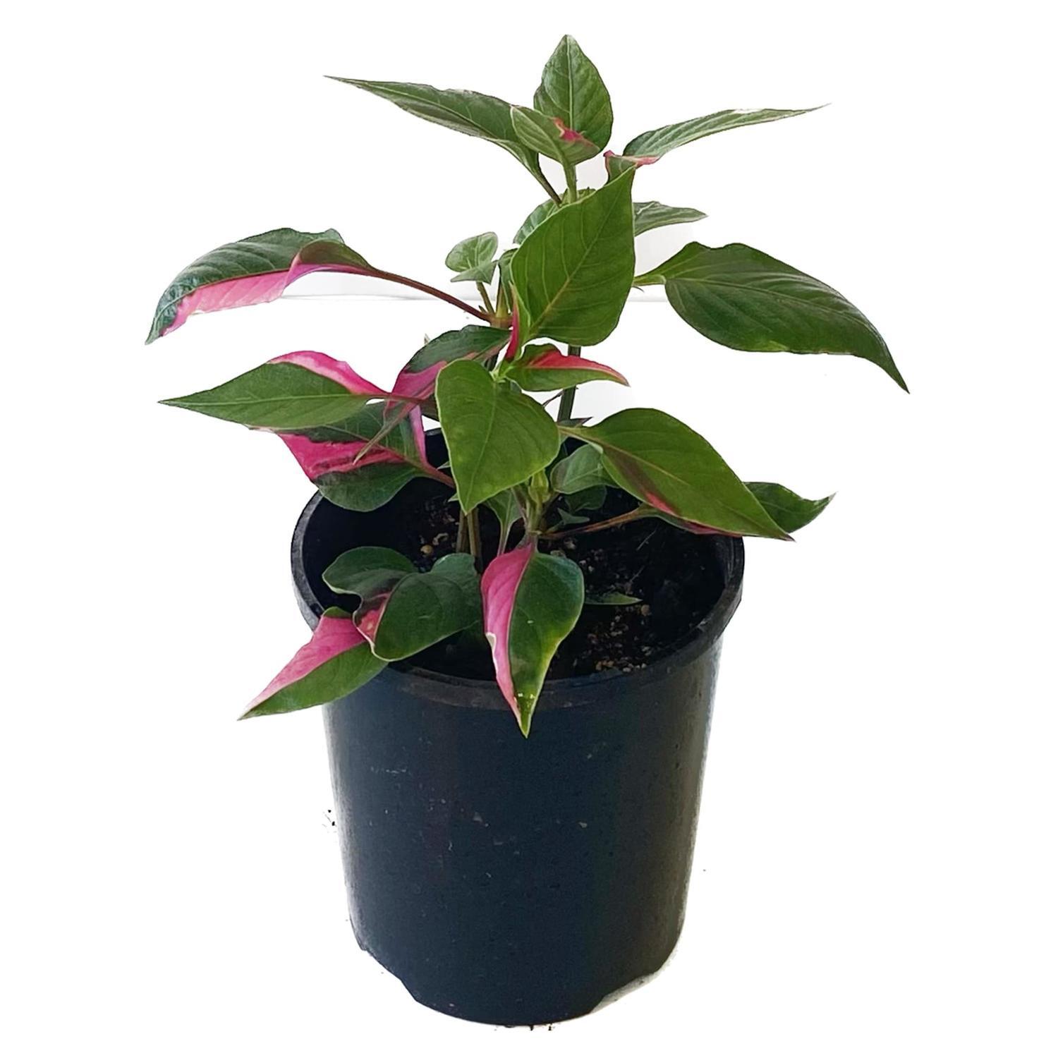 Alternanthera Party Time 12cm