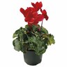 Indoor Flowering Cyclamen