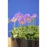 Viola Magnifi Scent Amy