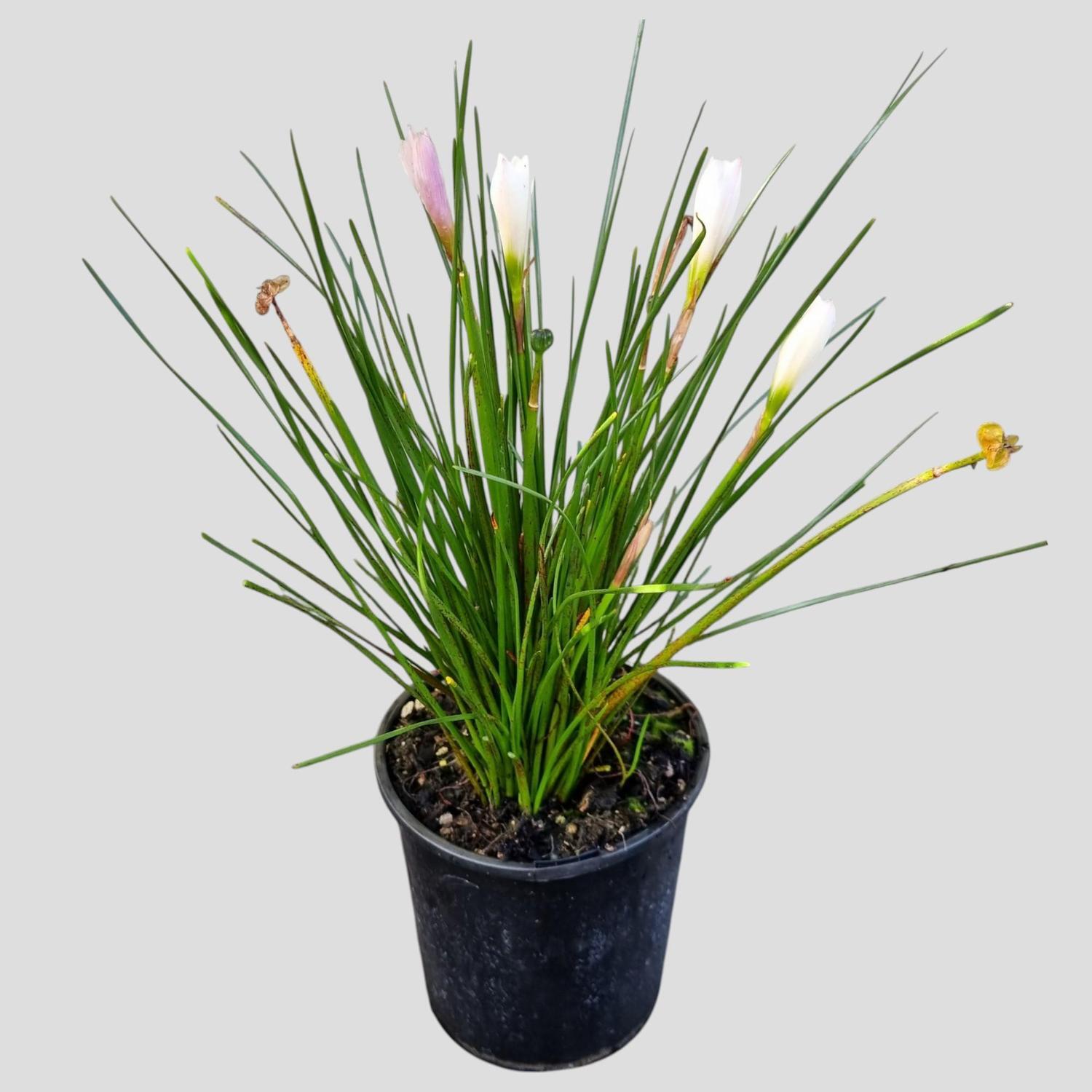 Zephyranthes Candida 'Rain/ Fairy Lily'  2L