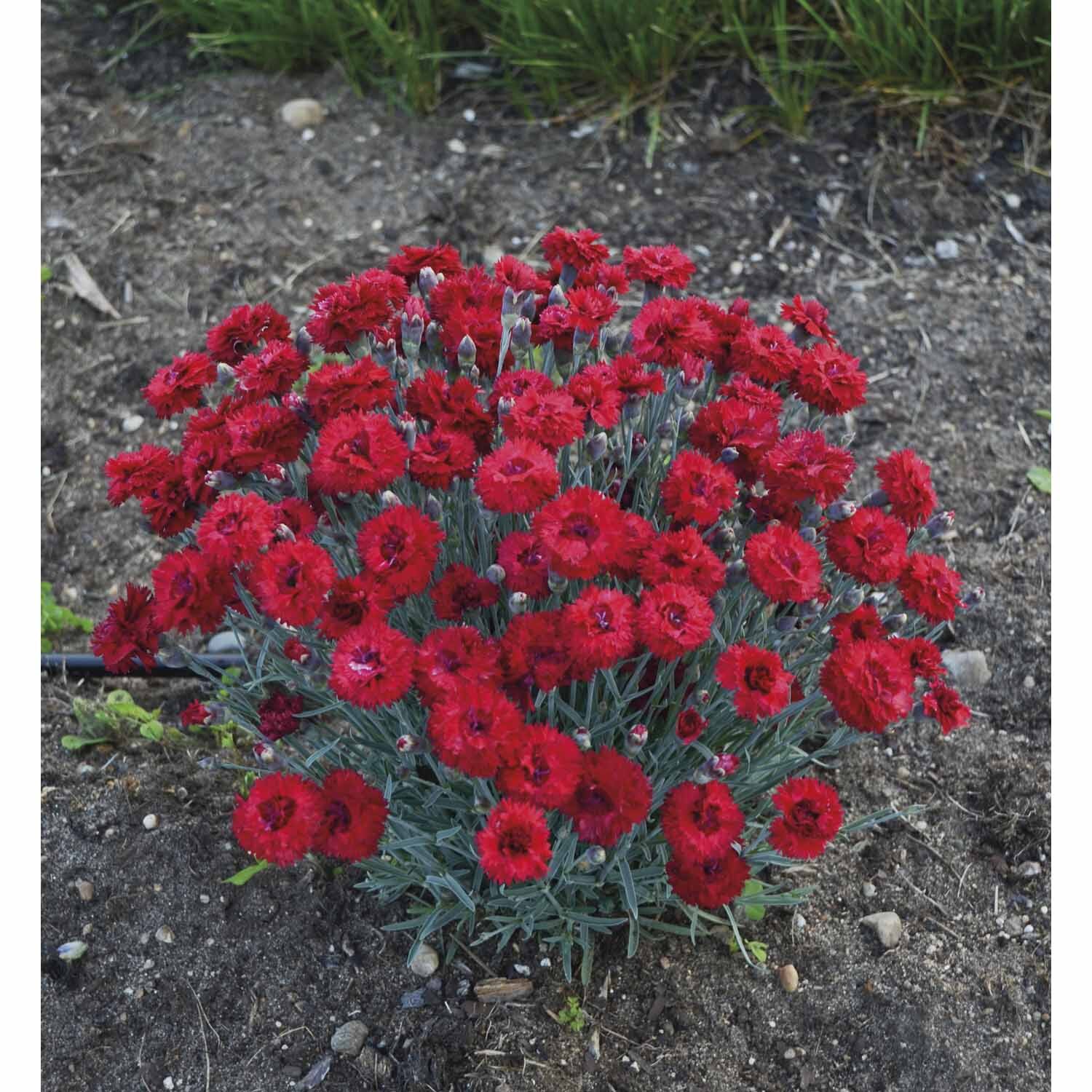 Dianthus Maraschino