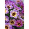 Calibrachoa Chameleon Blueberry Scone