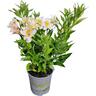 Alstroemeria Summer Sky 2.5 litre White
