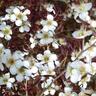 Leptospermum Coppersheen