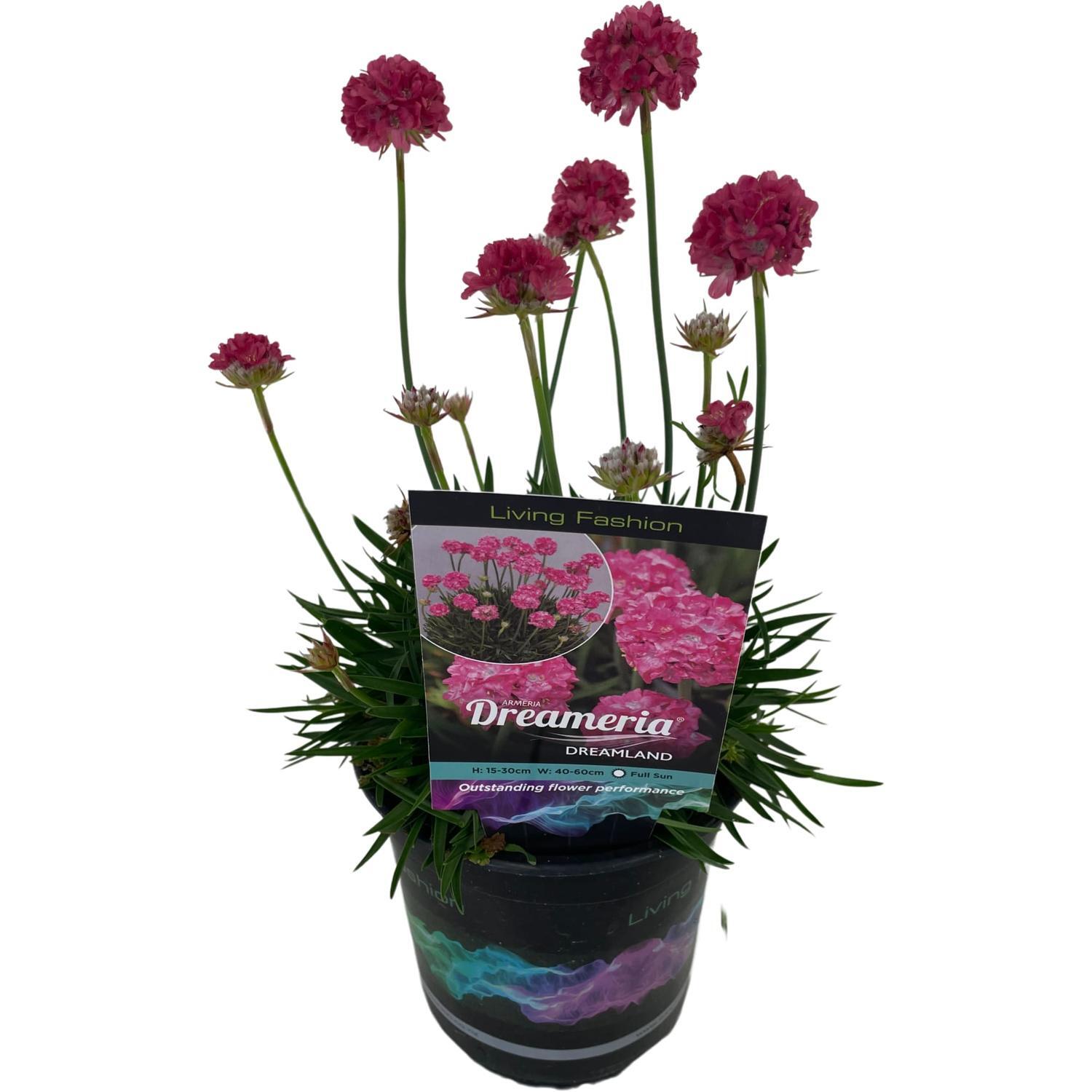 Armeria Dreamland