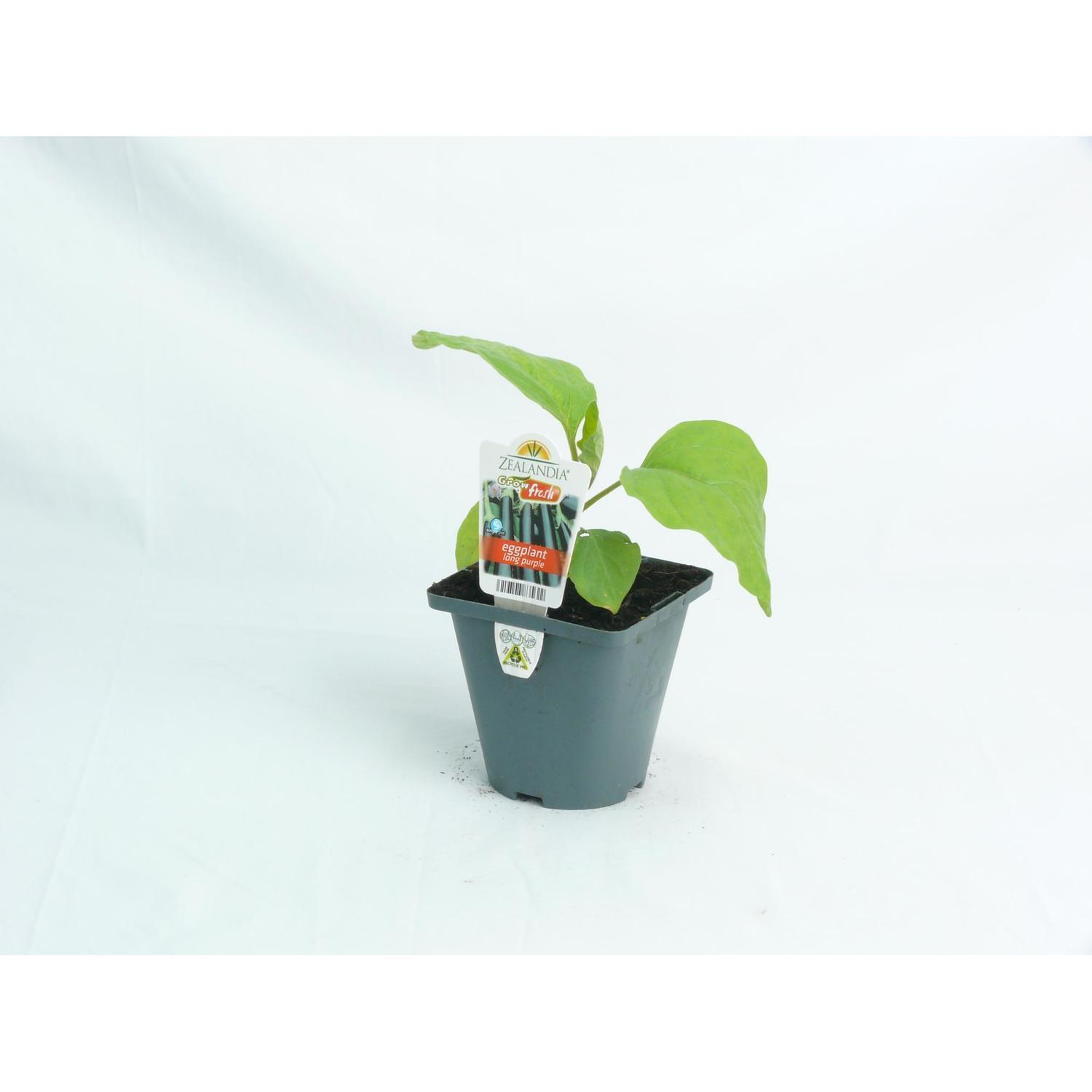 Eggplant Long Purple