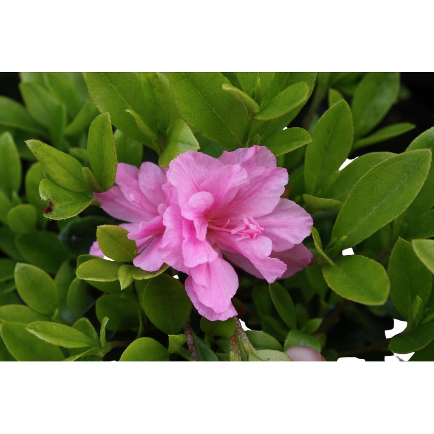 Azalea