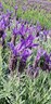 Lavender Major
