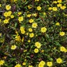 Sanvitalia Sundrops