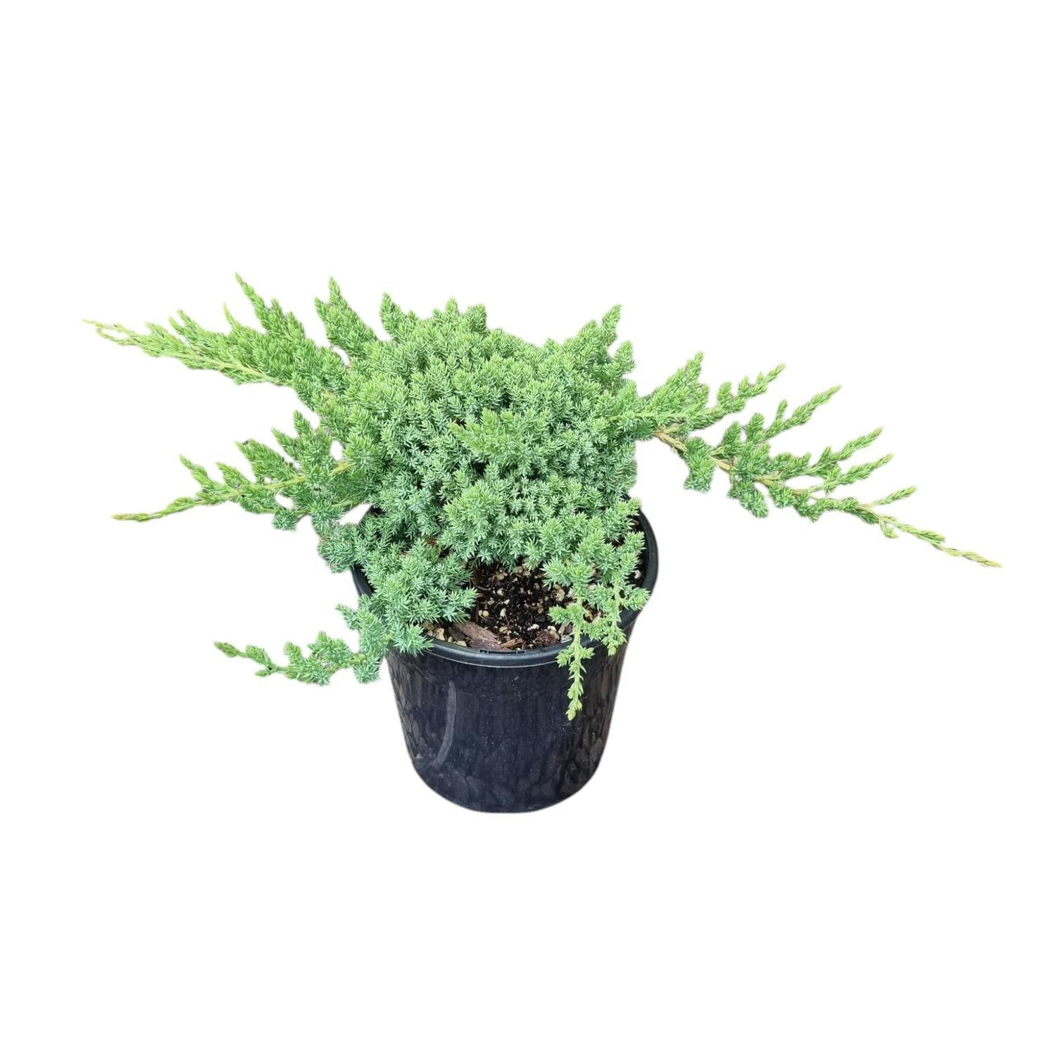 Juniperus Procumbens Nana 4L