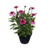 Echinacea