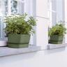 Plastic Trough with Saucer Green 50cm