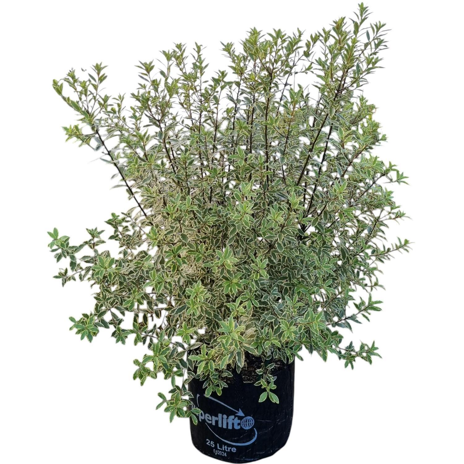 Pittosporum Tenuifolium Variegata 25L