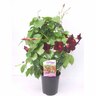Mandevilla 'Pretty Deep Red'