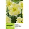 Daffodil Corona Banana Splash 5 Pack