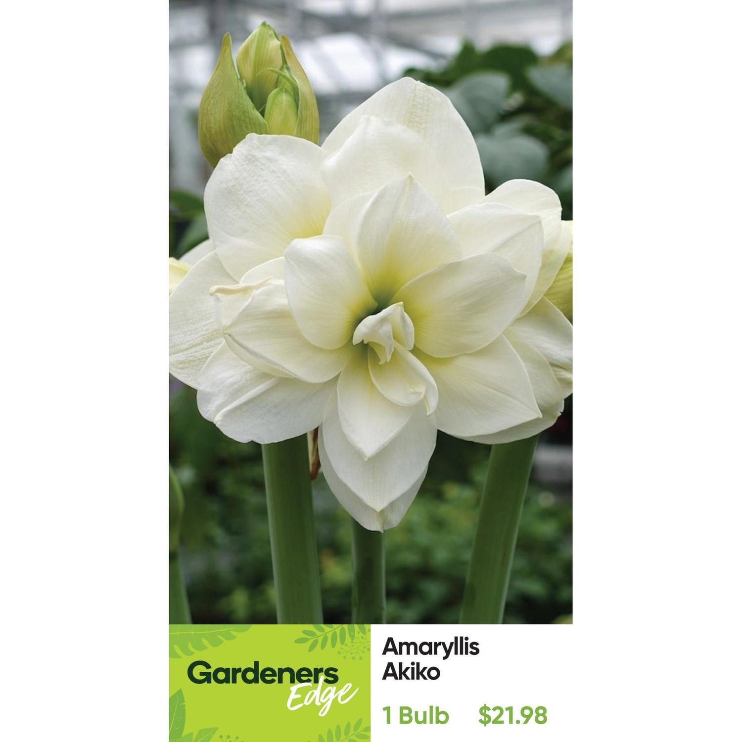 Amaryllis Akiko pack