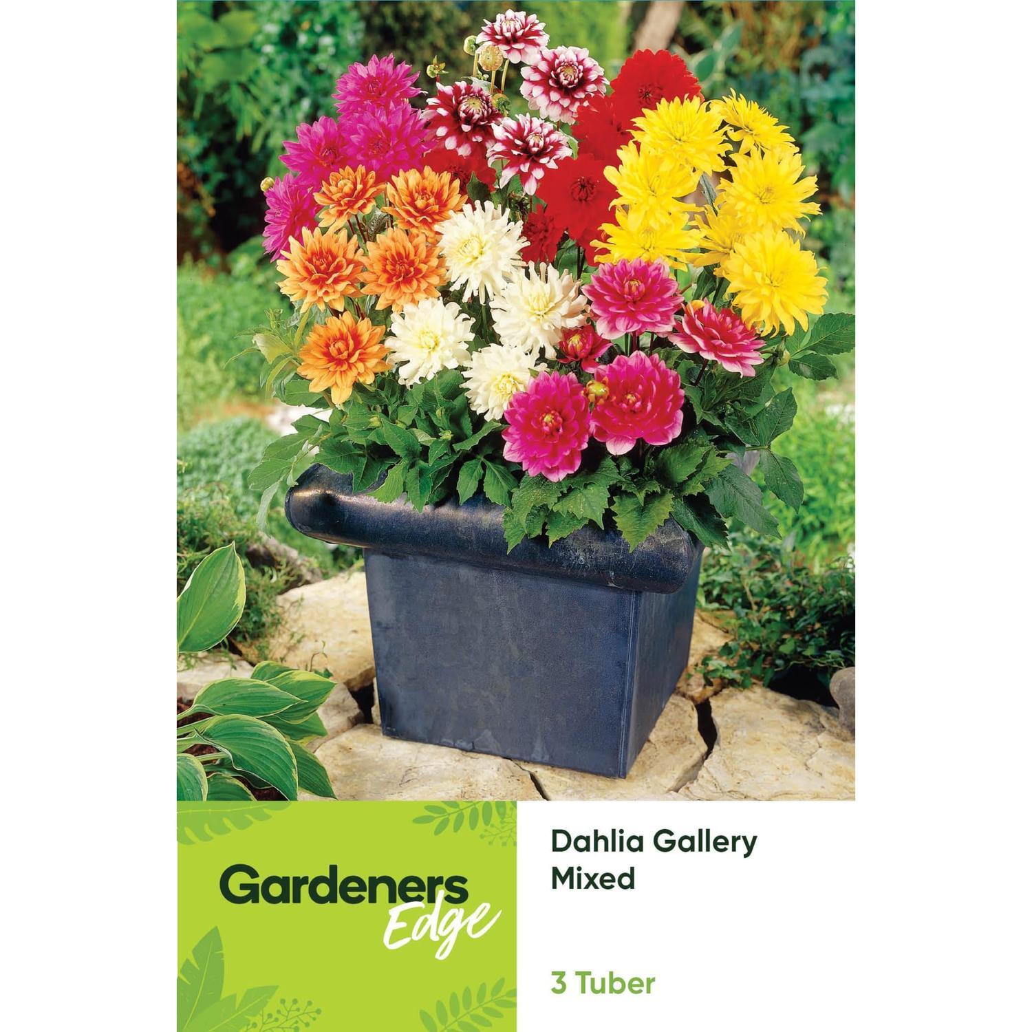 Dahlia Gallery Mixed 3 Pack