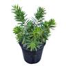 Callistemon Green John 4L